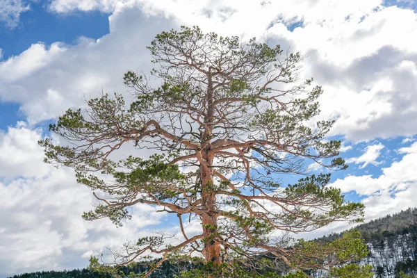 Kiefer Großer Grüner Baum Einem Wintertag Mit Bewölktem Himmel — Stockfoto