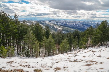 Çam ağacı kış sezonu orman woth kar ve karanlık bulutlu gökyüzü