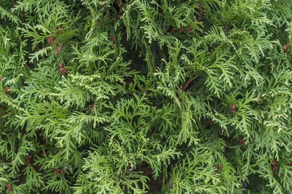 Πεύκο Δέντρο Πράσινο Φυσικό Κλαδί Εξωτερική Διακόσμηση Φόντο — Φωτογραφία Αρχείου