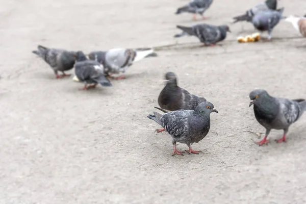 공원에 아스팔트에 비둘기 — 스톡 사진