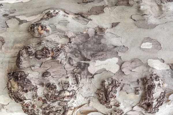 Візерунок Дерева Натурального Дерева Каштана Сіра Поверхня Фону — стокове фото