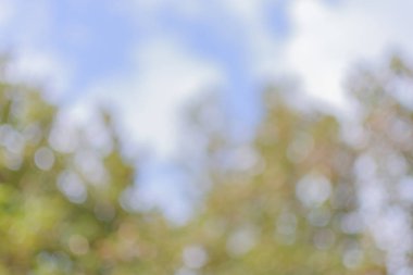 Bokeh ağaç yeşil ve mavi gökyüzü renk arka plan görüntüsünü bulanıklık