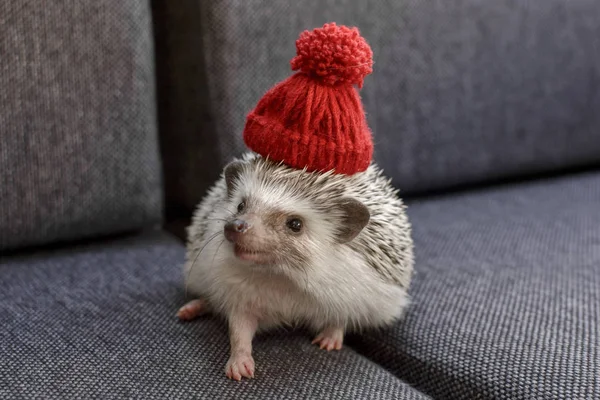 Small Adorable Little African Pygmy Hedgehog Red Hat — Stock Photo, Image