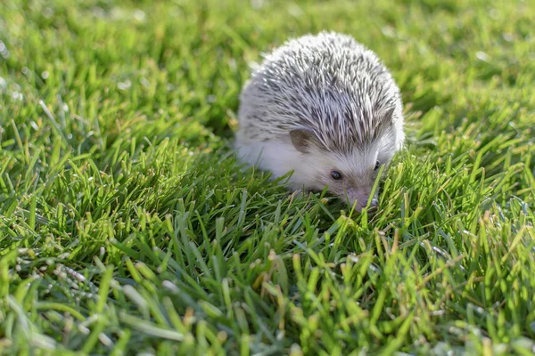 Joven Pequeño Erizo Adorable Hierba Del Jardín — Foto de Stock