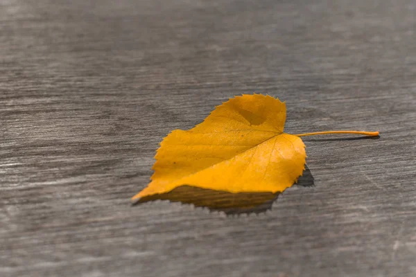 Podzimní Javorový List Dřevěný Stůl — Stock fotografie