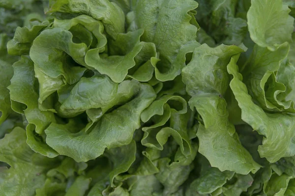 Légumes Laitue Tête Beurre Pour Salade Close — Photo