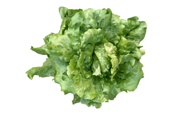 Mantequilla Cabeza Lechuga Vegetal Para Ensalada Aislada Blanco — Foto de Stock