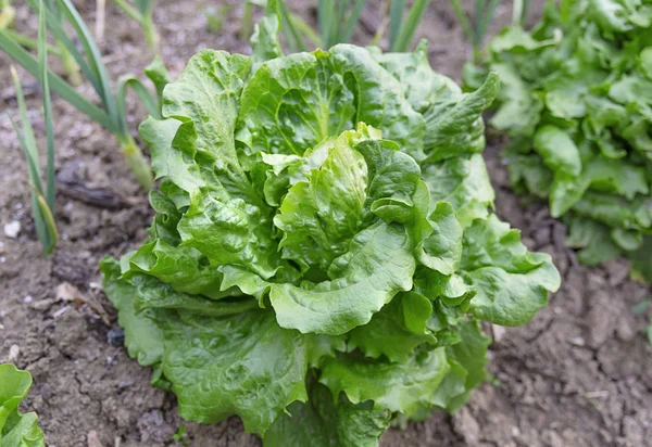 Légumes Laitue Tête Beurre Pour Salade Dans Jardin — Photo