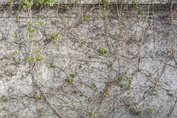 キヅタの植物カバーの壁フェンス背景 — ストック写真