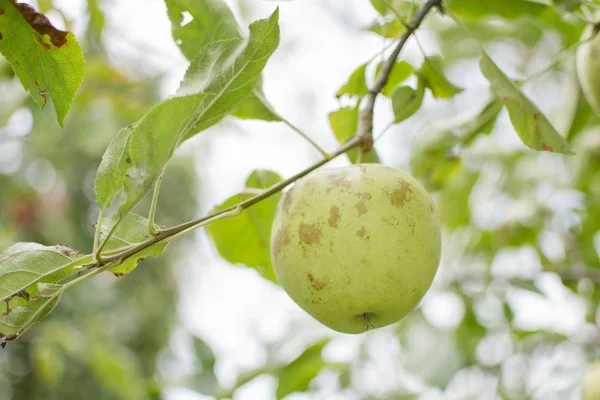 Green Apples Branch Ready Harvested Outdoors — Stock Photo, Image