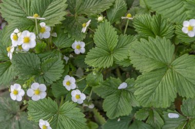 Doğal vahşi çilek çiçekler çiçek bahçesinde