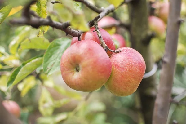 Red Apple Tree Branch — Stock Photo, Image