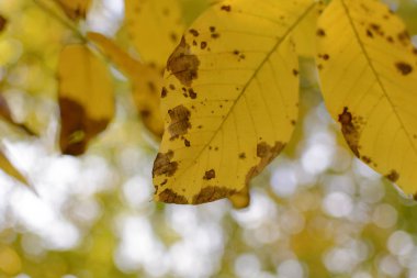 Sarı sonbahar yaprakları bir güzel doğa bokeh arka plan süslemeleri