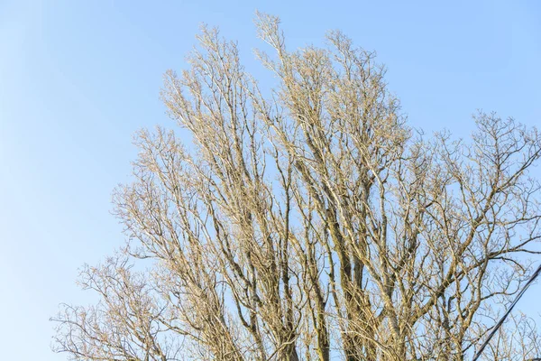 木の枝やきれいな青い空を背景 — ストック写真