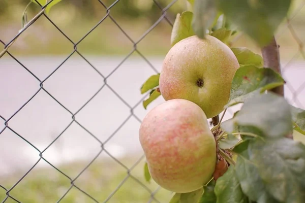Two Eed Apples Tree — Stock Photo, Image