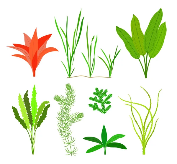 Θαλάσσια Φυτά Και Υδρόβια Θαλάσσια Φύκια Φύκια Που Απομονωθεί Λευκό — Διανυσματικό Αρχείο