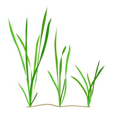 Vallisneria. Beyaz arka plan üzerinde izole deniz yosunu. Vektör çizim.