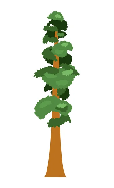 Sequoia Vereinzelter Baum Auf Weißem Hintergrund Vektorillustration — Stockvektor