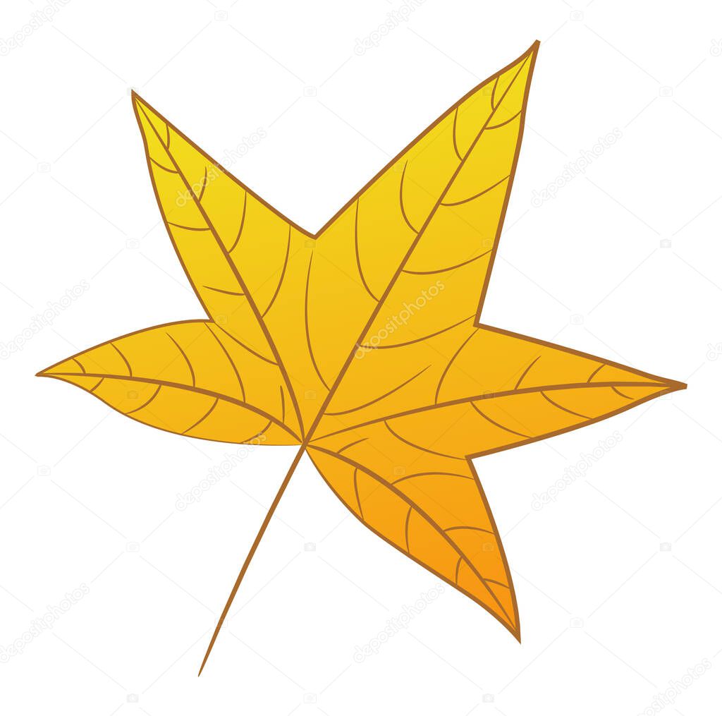 Sweet gum tree leaf. Liquidambar styraciflua. Yellow autumn leaf isolated on a white background. Vector illustration.