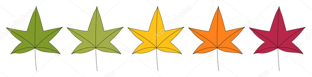 Sweet gum tree leaf. Liquidambar styraciflua. Set of different options for autumn coloring. Isolated on white background. Vector illustration.