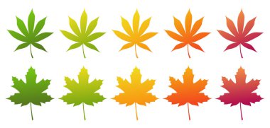 Akçaağaç yaprağı ve Japon akçaağaç yaprağı. Sonbahar renkleri yaprak simgeleri. Beyaz bir arka planda izole edilmiş. Vektör illüstrasyonu.