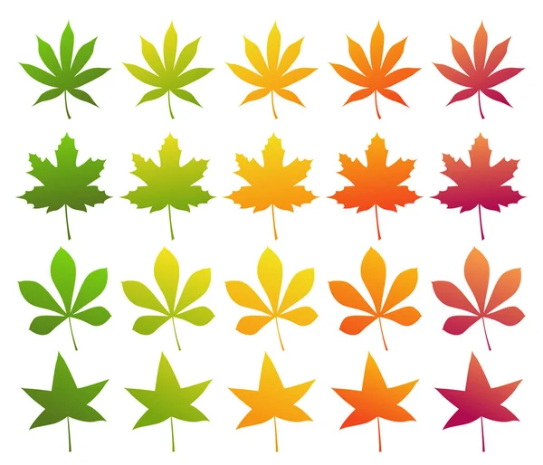 가을철 색깔은 다양하다 단풍나무 밤나무 일본산 단풍나무 단맛이 고무나무 배경에 — 스톡 벡터
