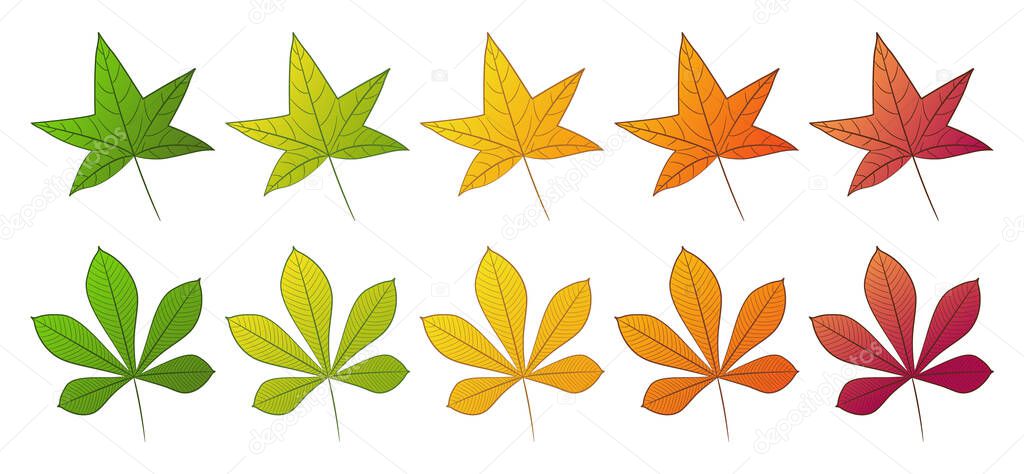 The leaf of the chestnut and sweet gum tree. Set of different autumn colors. Isolated on a white background. Vector illustration.