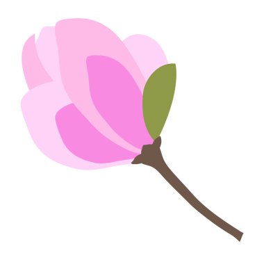 Pembe Magnolia çiçeği. Beyaz arka planda izole edilmiş. Vektör illüstrasyonu.
