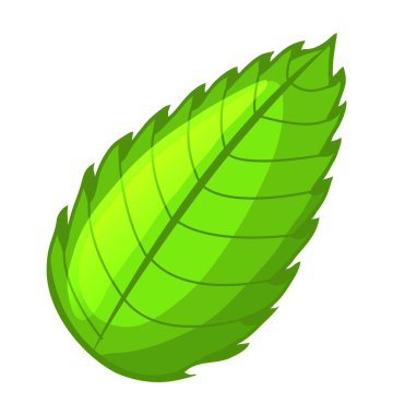 Yeşil nane yaprağı. Beyaz arka planda izole edilmiş. Vektör illüstrasyonu.