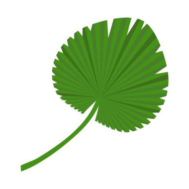 Palmiye yaprağı. Beyaz bir arka planda izole edilmiş. Vektör illüstrasyonu.