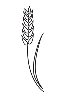 Bitki buğdaydır. Kulak ve saplama. Siyah ince çizgili sanat. Beyaz arka planda izole edilmiş bir bitki. Vektör illüstrasyonu.