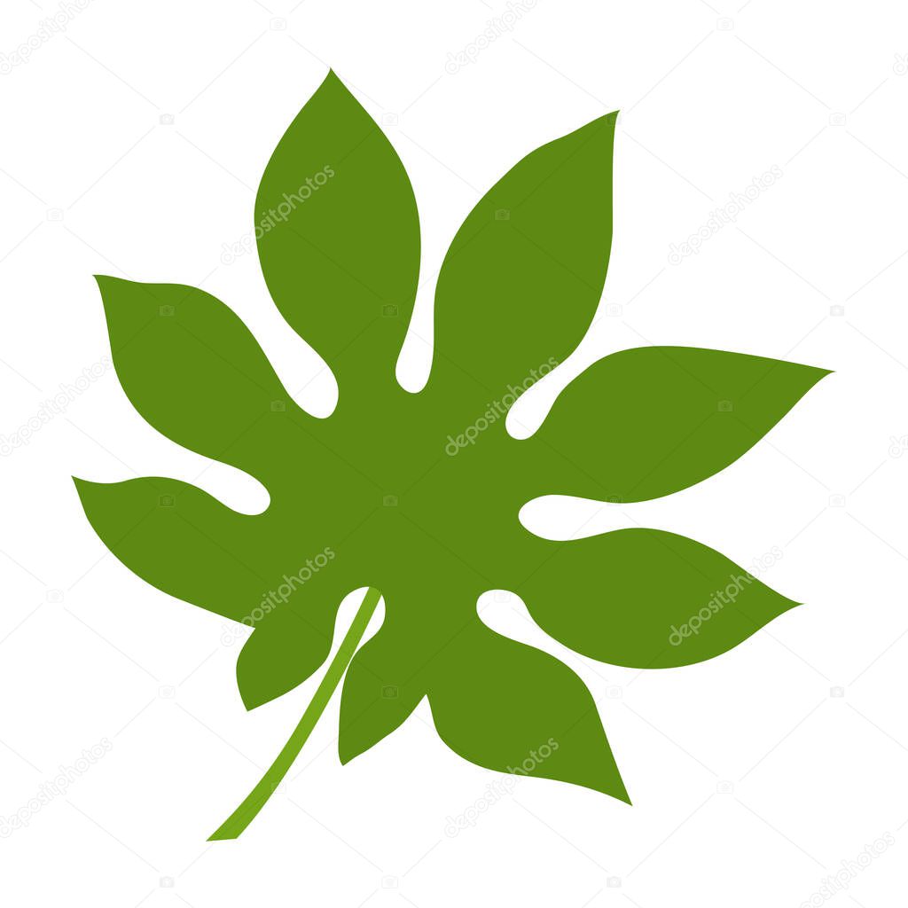 Fatsia leaf. Isolated on white background. Vector illustration.