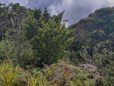 Mavi Dağ Tepesindeki Karayip Çamı bulutlu bir günde çalılarla çevrili.