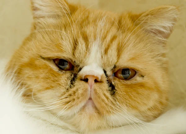 Büyük kırmızı kedi. Portre