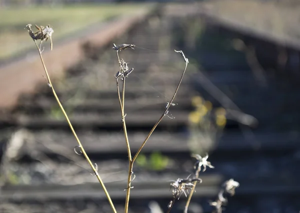 Tren yolları üzerinde kuru ot