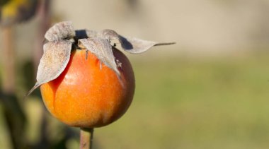 Yaban Gülü (köpek-rose) yakın çekim