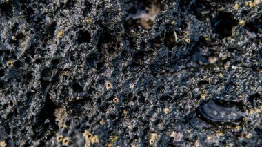 Volkanik plajlar ve resifleri Kanarya Adaları. İspanya'daki volkanik adalar.