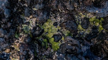 Volkanik plajlar ve resifleri Kanarya Adaları. İspanya'daki volkanik adalar.