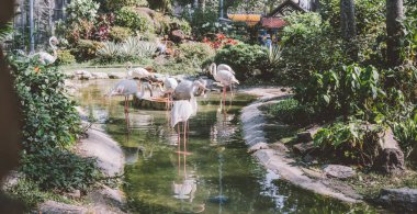  Hayvanat bahçesinde suyun yanında flamingo. Flamingoların üretimi ve yaşamı esaret altında..
