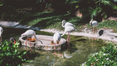  Hayvanat bahçesinde suyun yanında flamingo. Flamingoların üretimi ve yaşamı esaret altında..