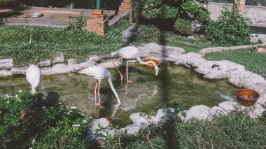  Hayvanat bahçesinde suyun yanında flamingo. Flamingoların üretimi ve yaşamı esaret altında..