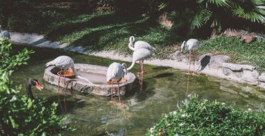  Hayvanat bahçesinde suyun yanında flamingo. Flamingoların üretimi ve yaşamı esaret altında..