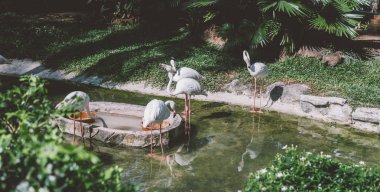  Hayvanat bahçesinde suyun yanında flamingo. Flamingoların üretimi ve yaşamı esaret altında..