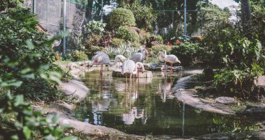  Hayvanat bahçesinde suyun yanında flamingo. Flamingoların üretimi ve yaşamı esaret altında..