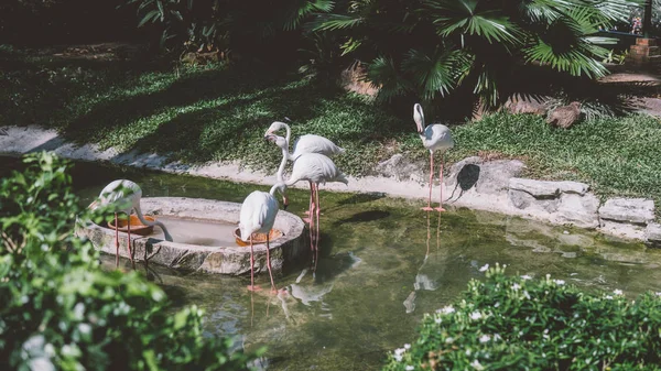  Hayvanat bahçesinde suyun yanında flamingo. Flamingoların üretimi ve yaşamı esaret altında..