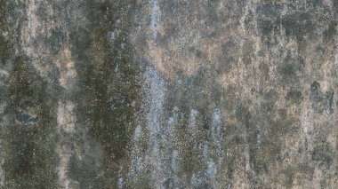  doku ile yosun yakın çekim.