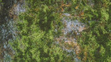  doku ile yosun yakın çekim.