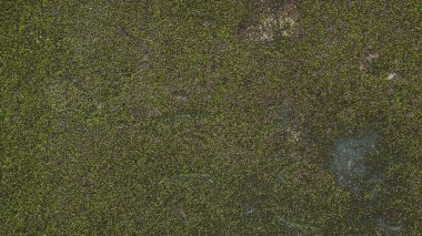 eski duvar dokusu ile yosun ve su çizgileri yakın çekim. Vintage doku eski bina