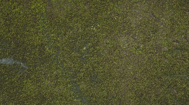  Beton duvar su lekeleri ve yosun yakın çekim