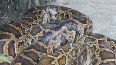   Python ile Terrerium yakın çekim. Vietnamca Ho Chi Minh Hayvanat Bahçesi